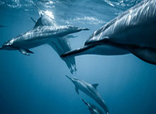 “主场”与“客场”（人民论坛）